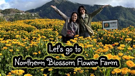 Our Diy Tour To Northern Blossom Flower Farm In Atok Benguet Youtube