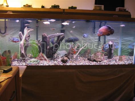 180 G S. American Cichlid Tank (56k beware) | Cichlid Fish Forum