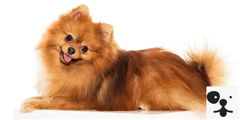 250 Nombres Para Perros Pomerania Y Su Significado