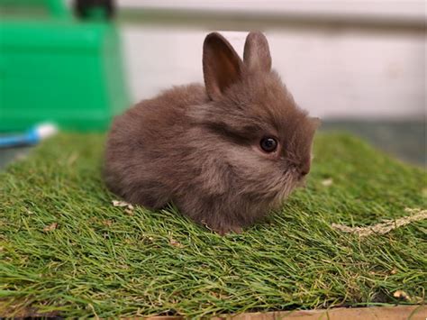 Beautiful Baby Lionhead Rabbits Ukpets