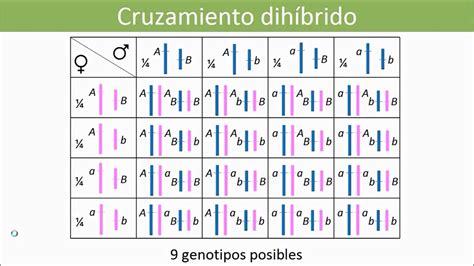 Lec Gen Tica An Lisis Del Cruzamiento Dih Brido Y Test Del Chi