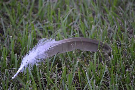 Sandhill Crane Feather Photograph By Katrina Johns