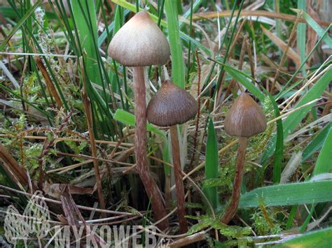 Psilocybe semilanceata - lysohlávka kopinatá - Mykoweb