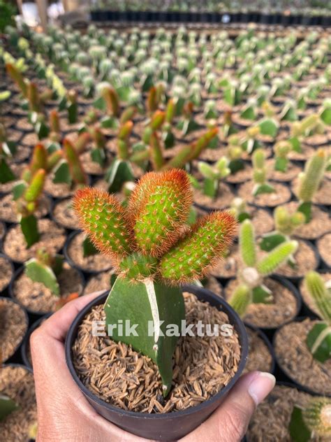 Kaktus Ekor Tupai Merah Grafting Lazada Indonesia