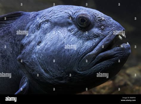 Atlantic Wolffish Wolffish Cat Fish Catfish Anarhichas Lupus