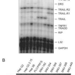 The MRNA Expression Of TRAIL Receptors And C FLIP In HCC Cell Lines A