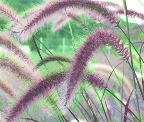 Pennisetum Seeds