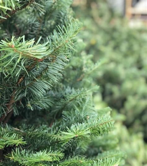 Premium Fresh Cut Nordmann Fir Christmas Tree - Wilco Farm Stores