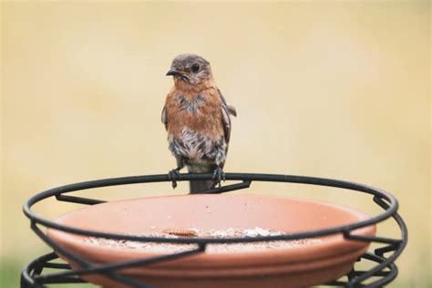 70+ Bluebirds Mealworms Stock Photos, Pictures & Royalty-Free Images - iStock