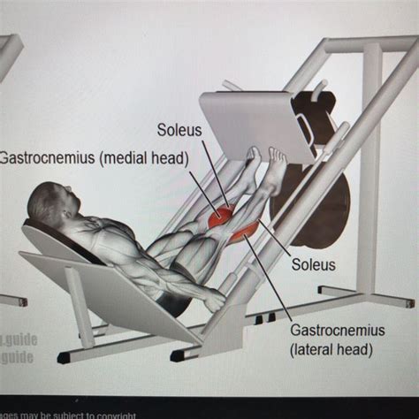 Sled Calf Press By Shanon Wilt Exercise How To Skimble