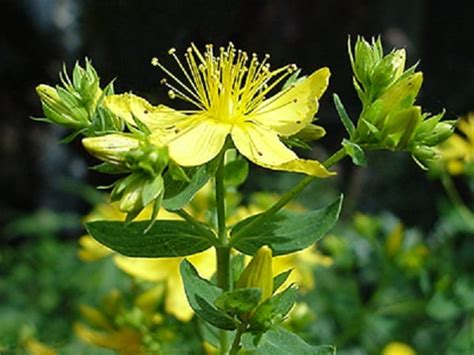 Hierba De San Juan Hipericum Perforatum L Fitoterapia Naturismo