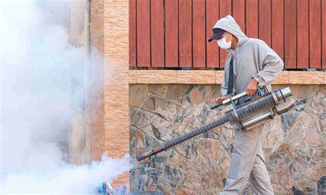 5 Warning Signs Of Termite Infestation You Should Know – Joanne Flowery