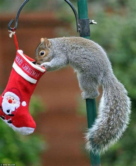 Red Squirrels And Christmas Lights at Peggy Jackson blog