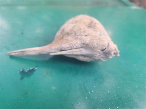 What is this? Found on beach in Melbourne Beach, FL. : r/marinebiology