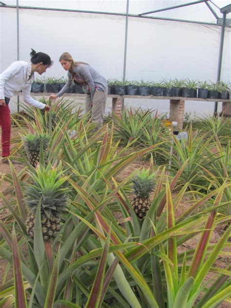 diario22 ar Evalúan si es viable el cultivo de plantas de ananá en la