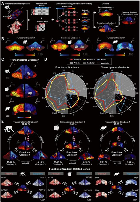 Cross Species Single Cell Spatial Transcriptomic Atlases Of The