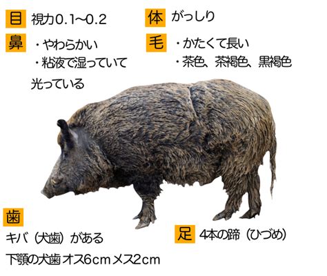 【イノシシ｜動物図鑑】特徴と生態 動物生き物サイト