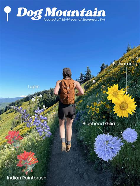 Best Wildflower Hikes In The Columbia Gorge Gallery Posted By Meg