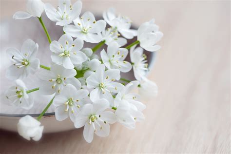 Banco de imagens ramo plantar branco flor pétala Primavera