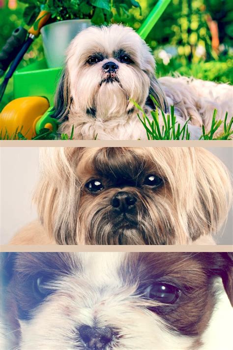 When Is A Shih Tzu Full Grown - Shih Tzu Dog