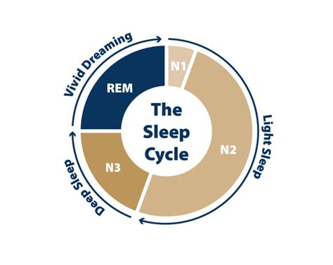 What happens when we sleep? The 4 stages of Sleep - Gevorest