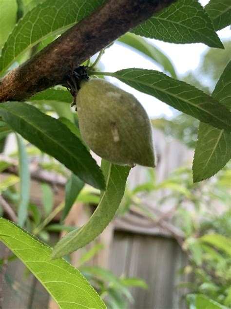 Sticky things on peach fruit : r/plantclinic