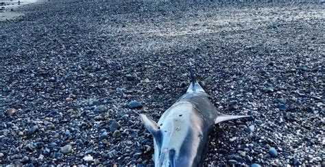 Un dauphin échoué retrouvé mort sur une plage dans les Côtes dArmor