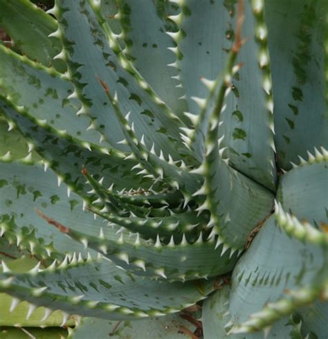 Aloe Pratensis Archivi Giromagi Cactus