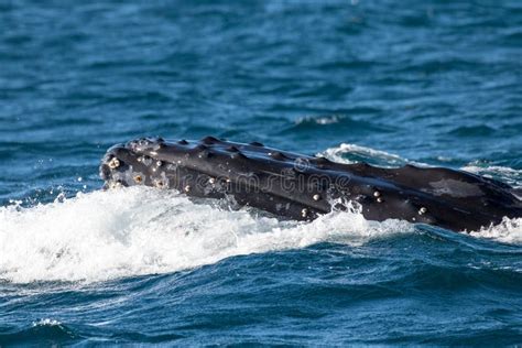 Humpback Whale Calf Breaching Stock Photo - Image of coast, marine ...