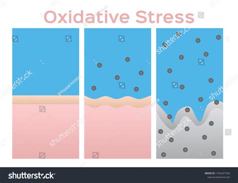 Oxidative Stress Cell Vector Free Radical Stock Vector Royalty Free