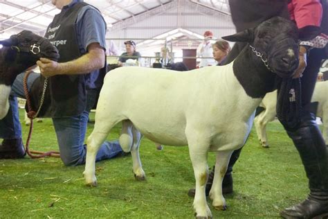 Dorper Sheep Society Australia D