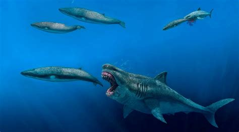 Giant sharks once roamed the seas, feasting on huge meals | Technology ...