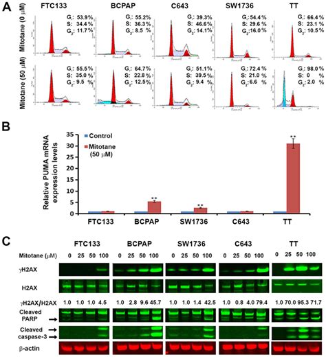 Mitotane Induces Mitochondrial Membrane Depolarization And Apoptosis In