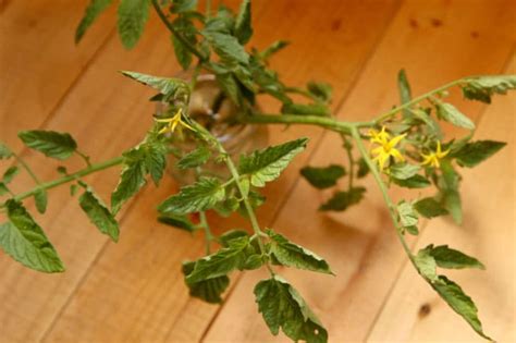 Propagating Tomato Plants Ashifasaldis