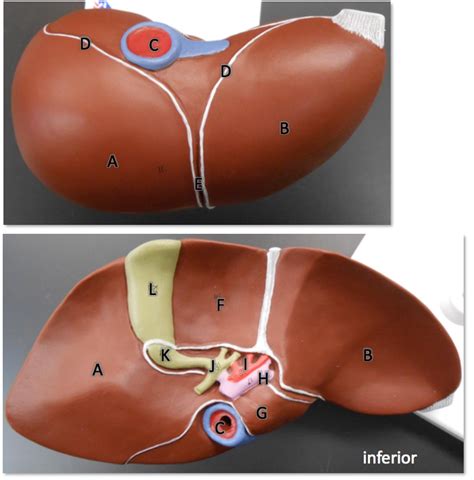 Liver Diagram Quizlet