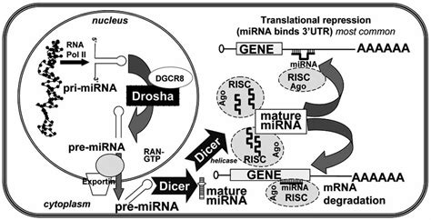 Model Of Mirna Biogenesis And Function Primary Transcripts Of