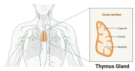 Thymus Gland Definition Structure Hormones Functions Disorders