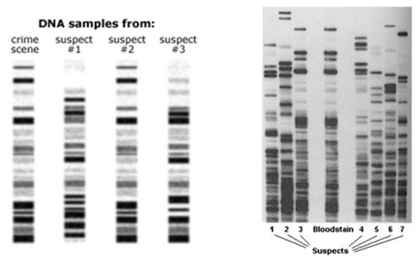 Dna Fingerprinting Crime Scene