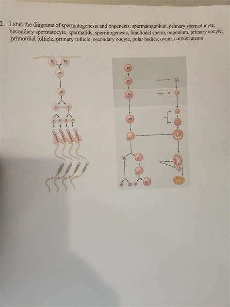 Solved Label The Diagrams Of Spermatogenesis And Oogenesis Chegg