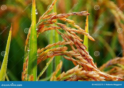 Primo Piano Della Pianta Di Riso Riso Maturo Del Risotto Di Carnaroli