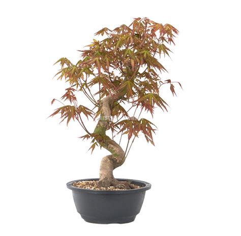 Acer Palmatum Yamamomiji Bons I A Os Arce Japon S Palmeado