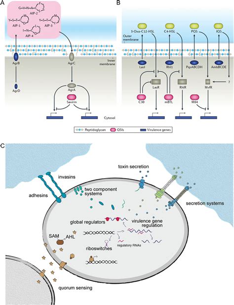 Quorum‐sensing inhibition and antivirulence strategies. A ...