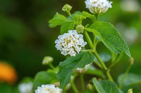 Premium Photo | White flower of common lantana