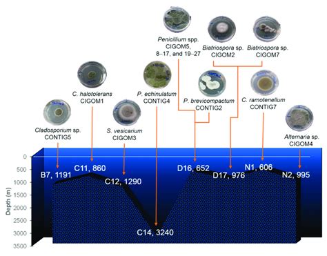 Marine Fungi From Deep Sea Sediments Of The Gom Download Scientific