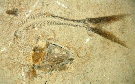 Parathrissops Sp Fossil Fish Solnhofen Limestone Upper Jurassic