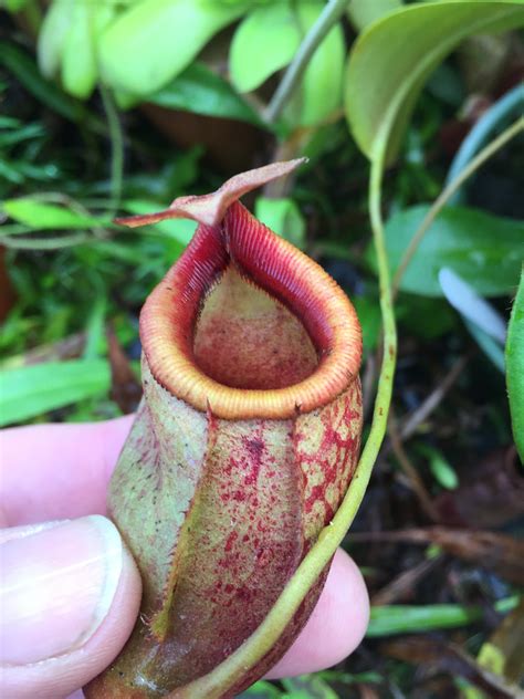 Nepenthes Mira The Wonderful Pitcher Plant Tropical Biodiversity