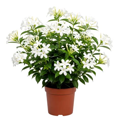potted white jasmine plant, blooming flowers, home decor 69843839 PNG