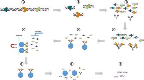 Chromatin Immunoprecipitation Principle And Available Antibodies