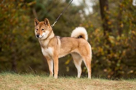 Shikoku Inu - Temperament, Origins & Care (Breed Guide)