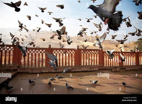 Amber Fort Jaipur Hi Res Stock Photography And Images Alamy